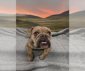 Bulldog Dogs for adoption in HESPERIA, CA, USA
