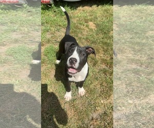 Medium Photo #1 Mutt Puppy For Sale in Coralville, IA, USA