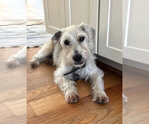 Mutt Dogs for adoption in Arlington, VA, USA
