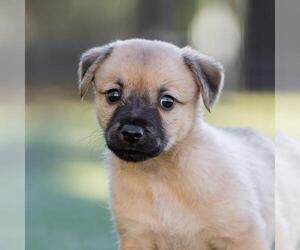 Dachshund-Unknown Mix Dogs for adoption in San Diego, CA, USA