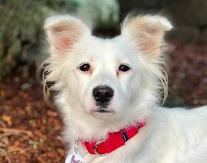 Chiweenie Dogs for adoption in San Ramon, CA, USA