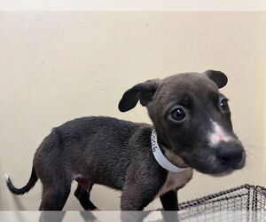 American Pit Bull Terrier Dogs for adoption in Orange, CA, USA