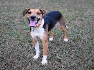 Small Border Collie-Treeing Walker Coonhound Mix