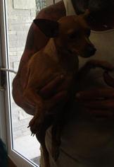 Miniature Pinscher Dogs for adoption in Johnson City, TN, USA