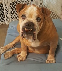 Bulldog Dogs for adoption in Tempe, AZ, USA