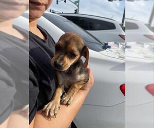 Chihuahua-Unknown Mix Dogs for adoption in Stockton, CA, USA