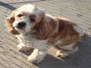 Cocker Spaniel Dogs for adoption in Brighton, CO, USA