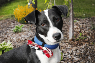 Medium Photo #1 Basset Hound-Jack Russell Terrier Mix Puppy For Sale in Nashville, TN, USA