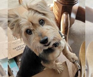 Australian Terrier Dogs for adoption in Batavia, OH, USA