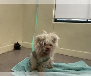 Maltese Dogs for adoption in Pasadena, CA, USA