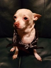 Chihuahua Dogs for adoption in Rockaway, NJ, USA