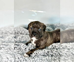 Mutt Dogs for adoption in OKLAHOMA CITY, OK, USA