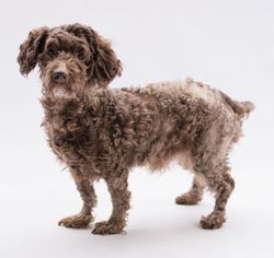 Doodle Dogs for adoption in Alpharetta, GA, USA