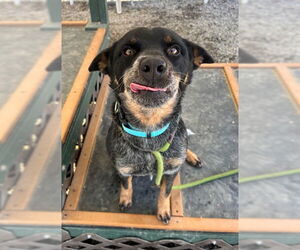 Mutt Dogs for adoption in Palmetto, FL, USA