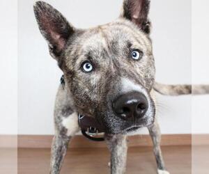 Akita Dogs for adoption in Eden Prairie, MN, USA