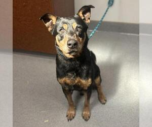 Rottweiler-Unknown Mix Dogs for adoption in Rancho Cucamonga, CA, USA