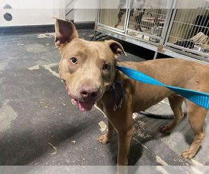 American Pit Bull Terrier Dogs for adoption in Bakersfield, CA, USA