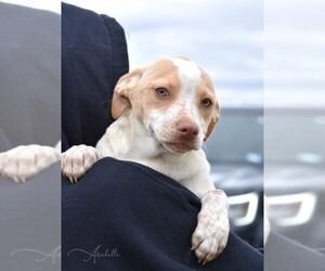 Labrador Retriever-Unknown Mix Dogs for adoption in Brewster, NY, USA