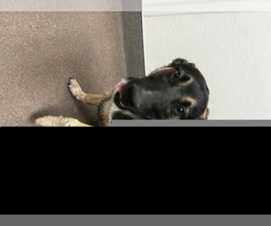 German Shepherd Dog Dogs for adoption in HESPERIA, CA, USA