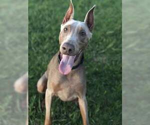 Doberman Pinscher Dogs for adoption in San Francisco, CA, USA