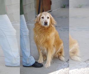Golden Retriever Dogs for adoption in Zanesville, OH, USA