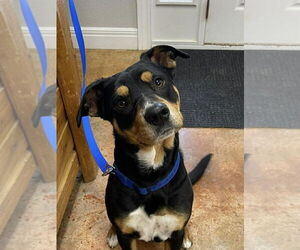 Australian Shepherd-Unknown Mix Dogs for adoption in Bolivar, MO, USA