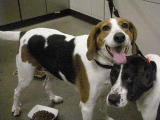 Coonhound Dogs for adoption in Colfax, IL, USA