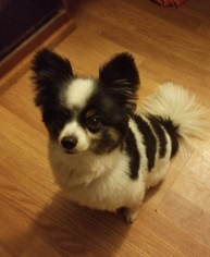 Papillon Dogs for adoption in Thomasville, NC, USA