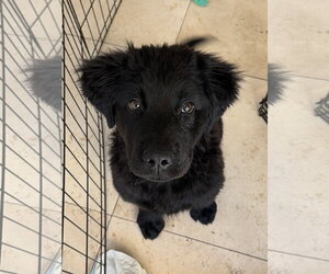 Mutt Dogs for adoption in San Diego, CA, USA