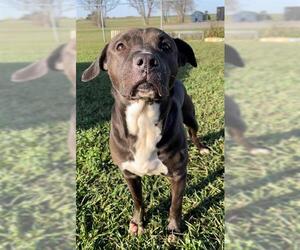 Labrador Retriever-Unknown Mix Dogs for adoption in Rosenberg, TX, USA