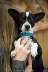 Rat-Cha Dogs for adoption in Anchorage, AK, USA