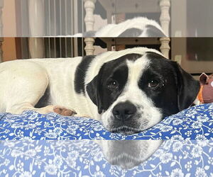 Medium Photo #1 Frengle Puppy For Sale in Newfoundland, PA, USA