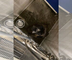 Mutt Dogs for adoption in Stockton, CA, USA