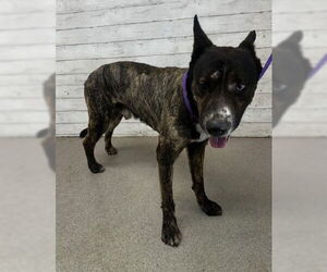 German Shepherd Dog-Unknown Mix Dogs for adoption in San Bernardino, CA, USA