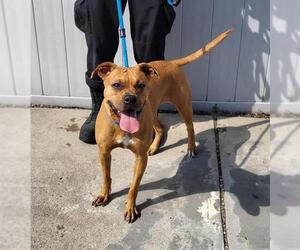 American Pit Bull Terrier Dogs for adoption in Louisville, KY, USA