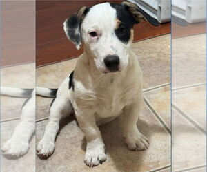 American Staffordshire Terrier-Unknown Mix Dogs for adoption in Lake Forest, CA, USA