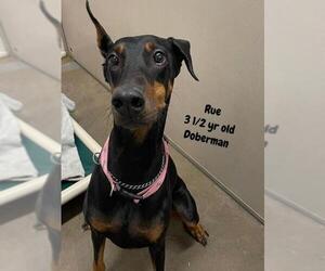 Doberman Pinscher Dogs for adoption in St. George, UT, USA
