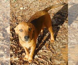 Labrador Retriever Dogs for adoption in Benton, AR, USA
