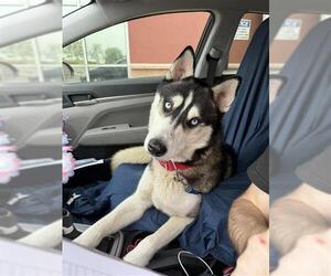 - Mix Dogs for adoption in San Antonio, TX, USA