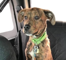 Plott Hound Dogs for adoption in Newfield, NJ, USA