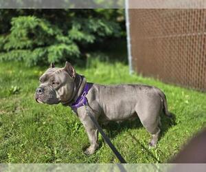 American Staffordshire Terrier-Unknown Mix Dogs for adoption in Center Township, PA, USA