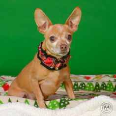 Chihuahua-Unknown Mix Dogs for adoption in Northbrook, IL, USA