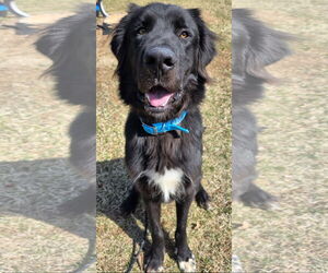 Mutt Dogs for adoption in Rockaway, NJ, USA