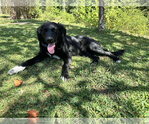 Mutt Dogs for adoption in Westwood, NJ, USA