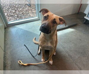 Black Mouth Cur Dogs for adoption in Tavares, FL, USA