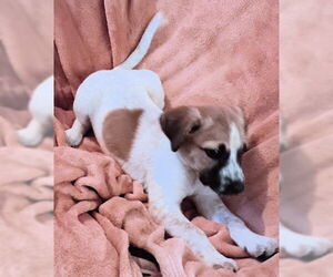 Mutt Dogs for adoption in Rutherfordton, NC, USA