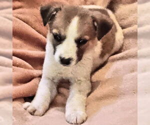 Mutt Dogs for adoption in Rutherfordton, NC, USA