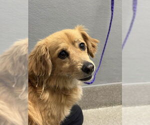 Dachshund-Unknown Mix Dogs for adoption in Las Vegas, NV, USA