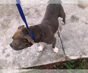Bull Terrier Dogs for adoption in Naples, FL, USA