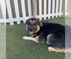 Australian Shepherd-Unknown Mix Dogs for adoption in Modesto, CA, USA